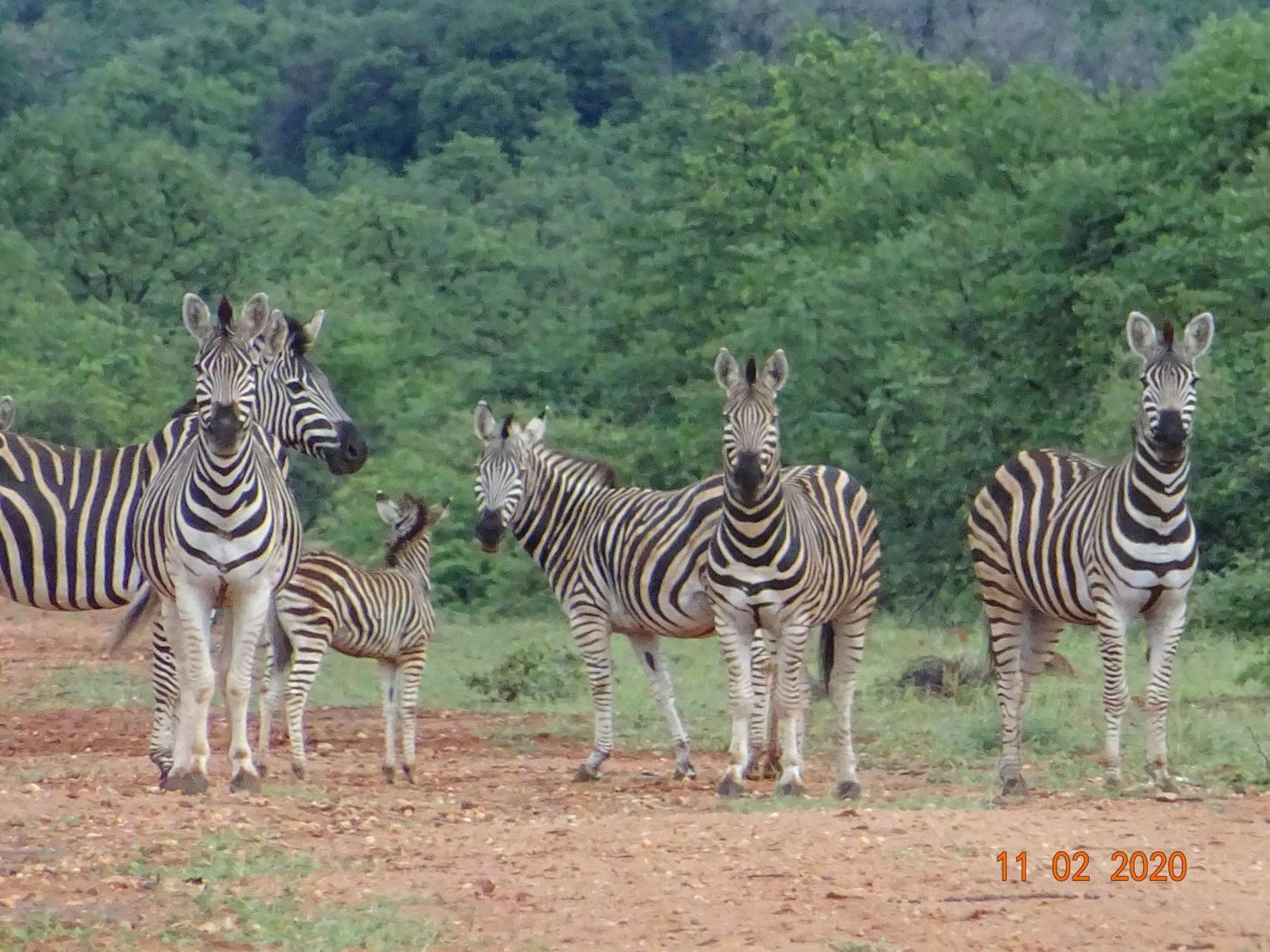 Limpokwena Nature Reserve Tokio Buitenkant foto