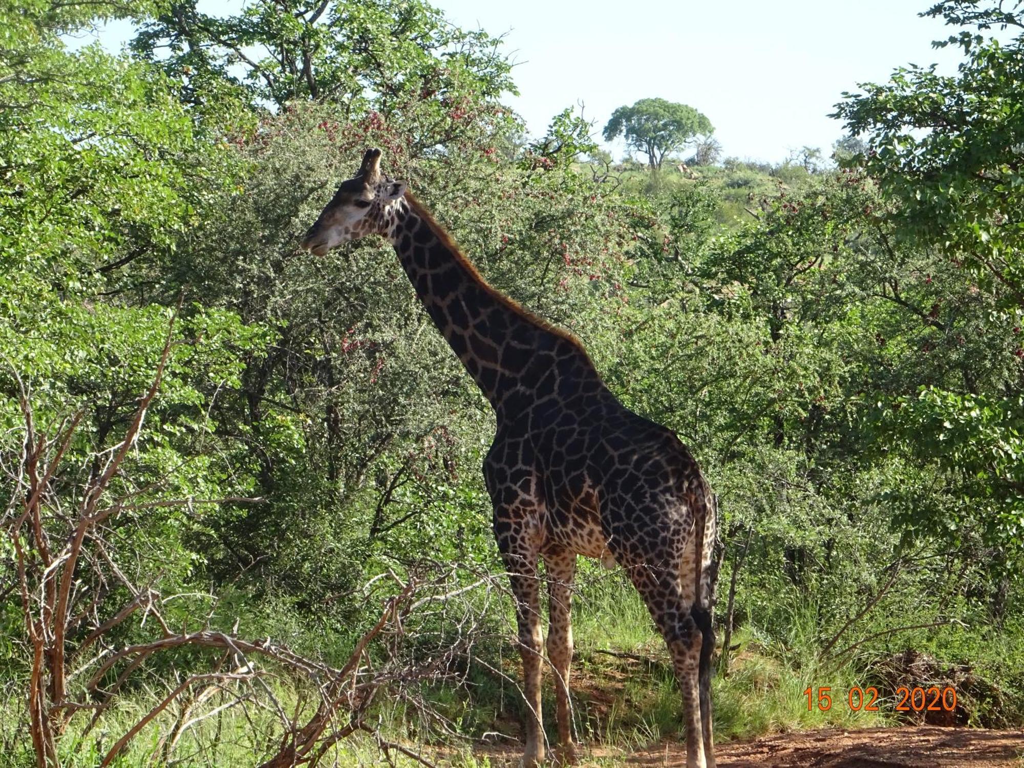 Limpokwena Nature Reserve Tokio Buitenkant foto