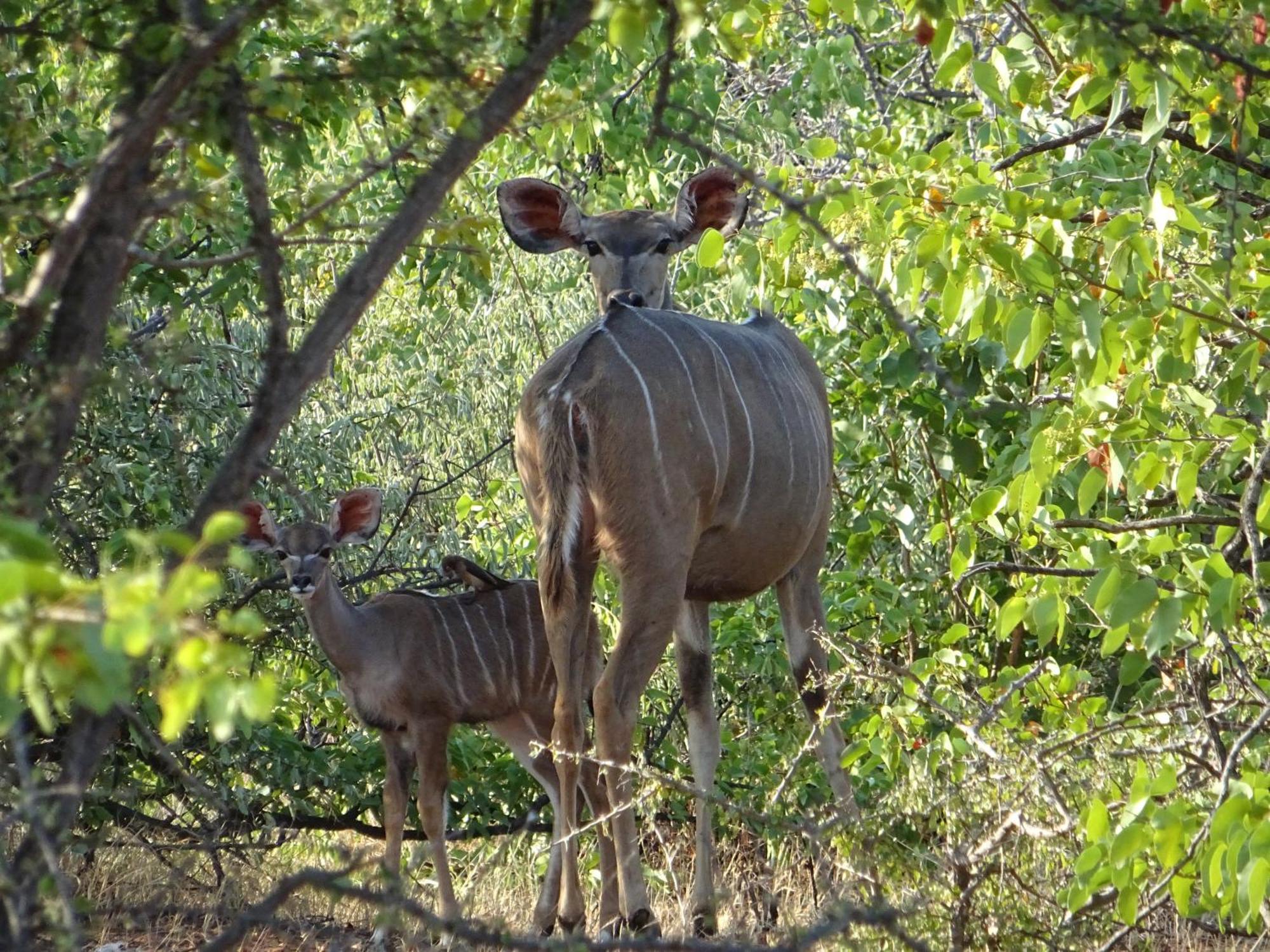 Limpokwena Nature Reserve Tokio Buitenkant foto