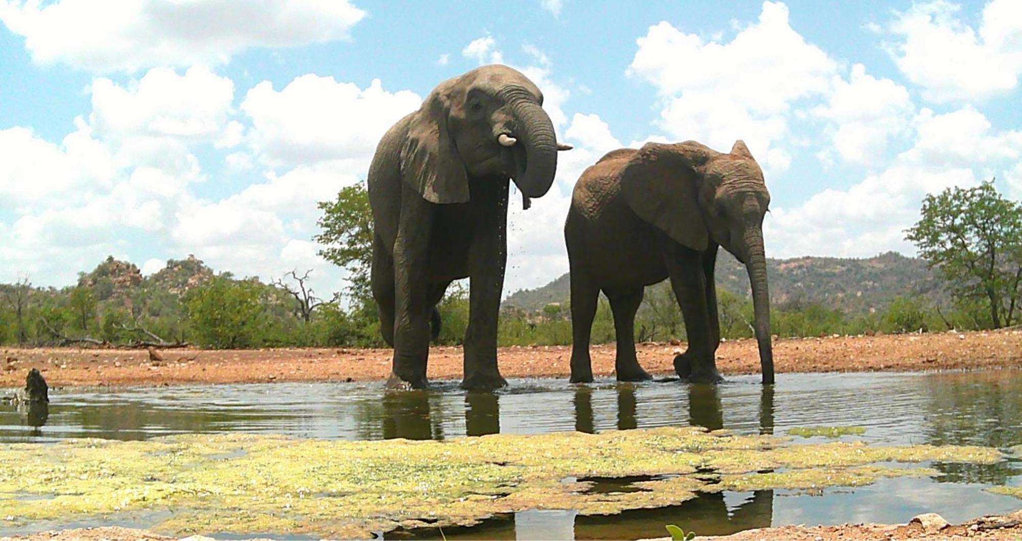 Limpokwena Nature Reserve Tokio Buitenkant foto